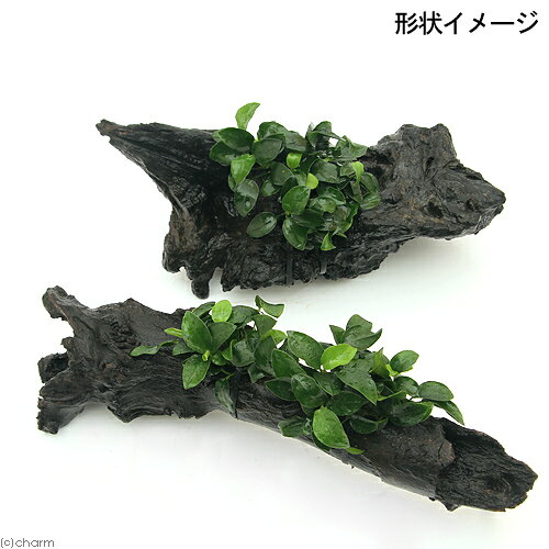 （水草）アヌビアスナナ　プチ　流木　Lサイズ（水上葉）（1本）（約25cm）