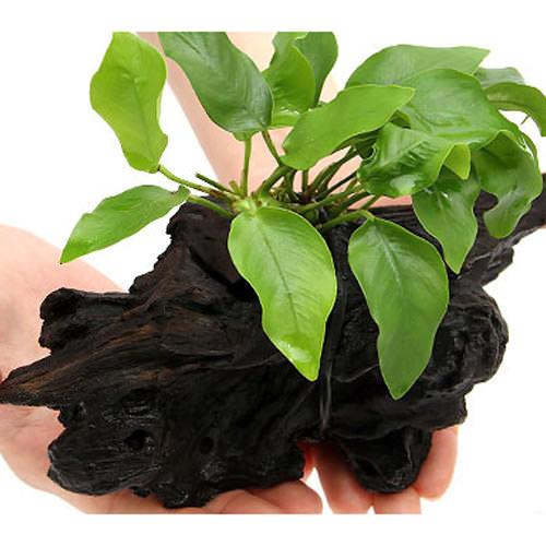 （水草）アヌビアスナナ　ゴールデン　流木　Mサイズ（水上葉）（1本）（約20cm）　北海道・九州航空便要保温