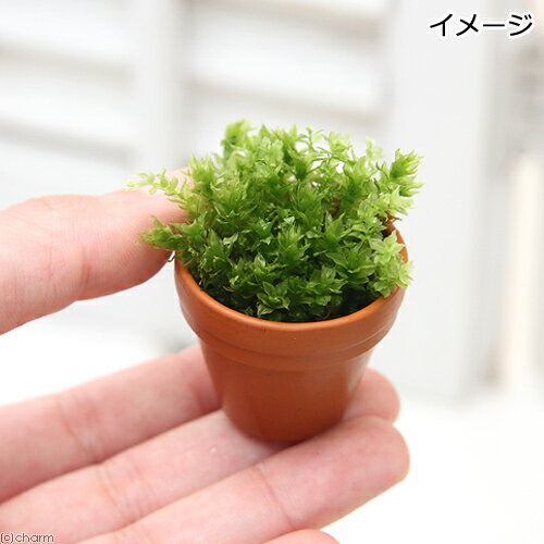 �ʴ��տ�ʪ���ݡ����ޤ����ݡ��ץ��ǾƤ�ȭ��5�ġ�