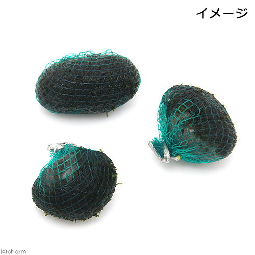 （水草）巻きたて　フジウロコゴケ（スパーテンモス）　ボール（無農薬）（水中葉...