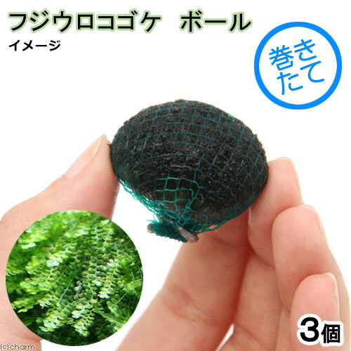 （水草）巻きたて　フジウロコゴケ（スパーテンモス）　ボール（無農薬）（水中葉）（3個）