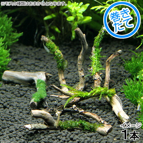 （水草）おまかせモス系水草付カット枝状流木（水中葉）（約10cm）（1個）