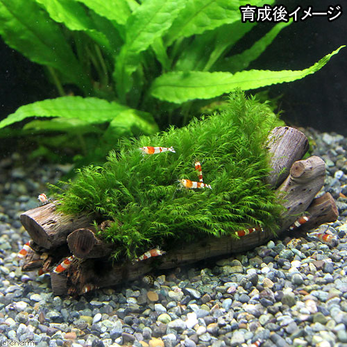 （水草）巻きたて　ウォーターフェザー　エビ長屋（約10cm）（水中葉）（無農薬）...