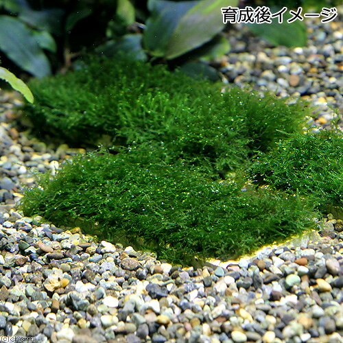 （水草）巻きたて　フジウロコゴケ（スパーテンモス）　プレート（無農薬）（水中...