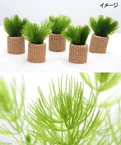 （水草）ライフマルチ（茶）マツモ　プチ（無農薬）（1個）メダカ　金魚　水質浄化...