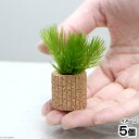 (水草)ライフマルチ(茶)マツモ プチ(無農薬)(5個)メダカ 金魚 水質浄化 産卵床
