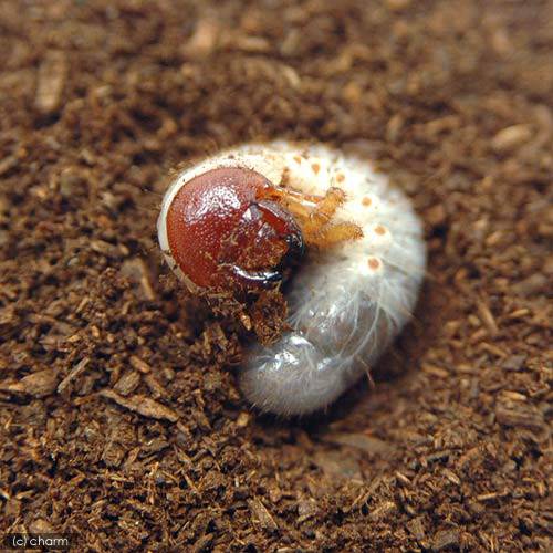 （昆虫）モロンシロカブトムシ　メキシコ　ベラクルズ州産　幼虫（初～2令）（1匹）　北海道・九州航空便要保温