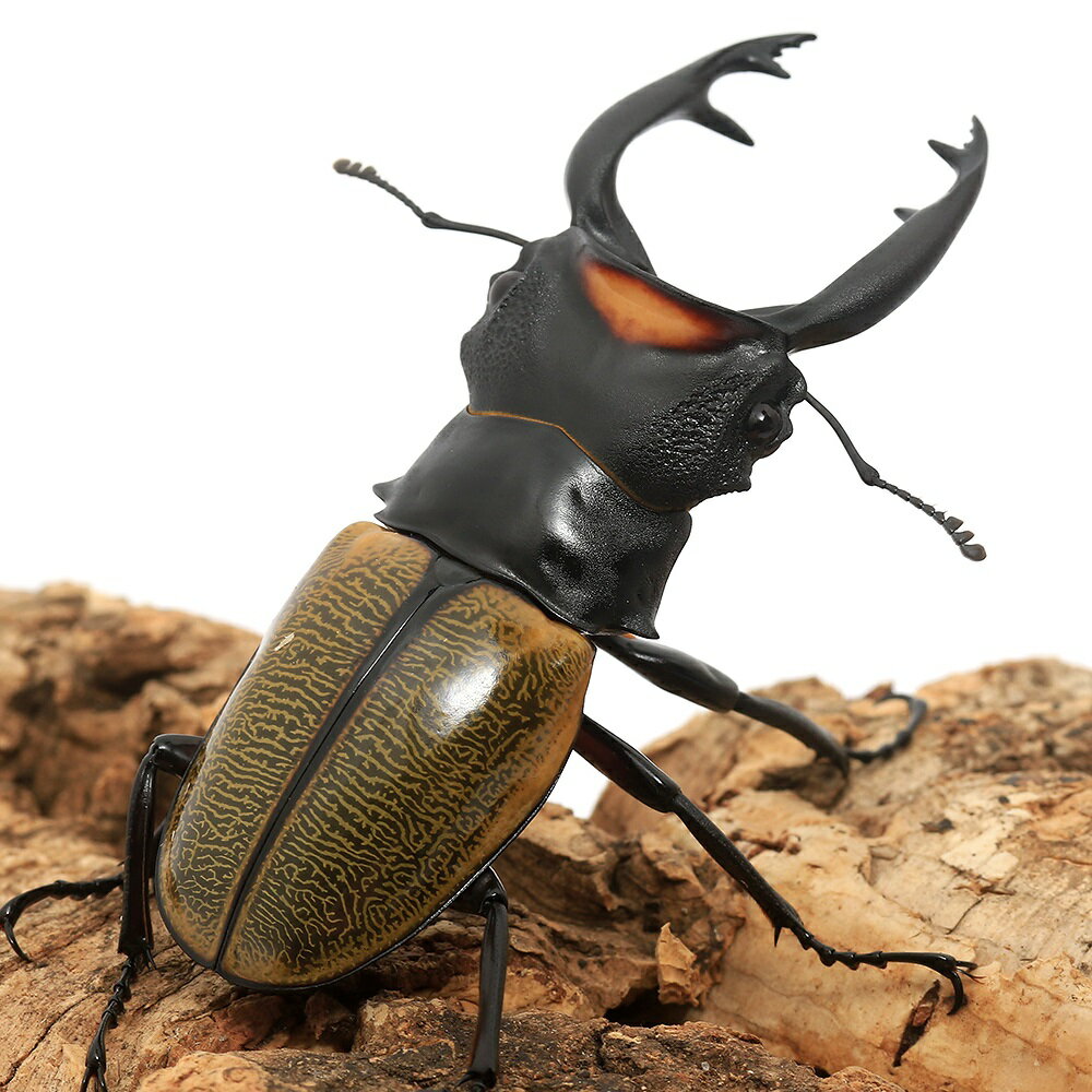 (昆虫)スペクタビリスツヤクワガタ 長歯型 ス...の紹介画像2