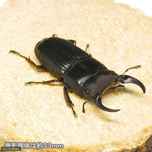 charm 3980 楽天市場店の（昆虫）（メス単品）パラレルスネブトクワガタ　スマトラ産　成虫　WD　サイズフリー（1匹）｜アングル2