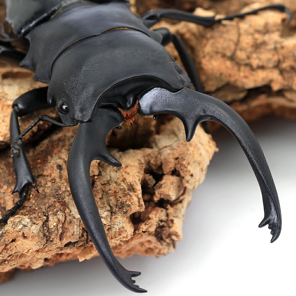 （昆虫）インターメディアツヤクワガタ　パラワン産　成虫　WD　85〜89（1ペア）