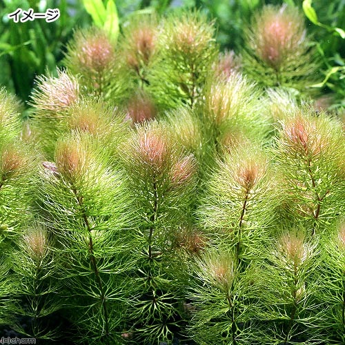 �ʿ���˥ޥĥ�����ƻ���åɥ����סˡʿ����աˡ�2�ܡ�