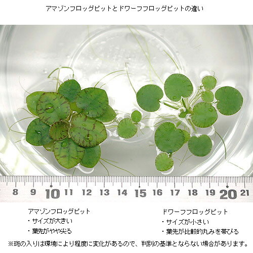 （ビオトープ）水生植物　アマゾンフロッグビット（無農薬）（5株） 2