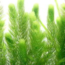 (水草)国産 無農薬マツモ(20本)メダカ 金魚 水質浄化 産卵床
