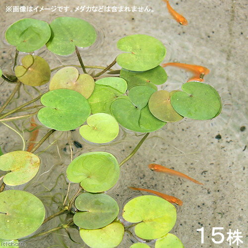（浮草）ヨーロピアン　フロッグビット　葉数2〜3枚（15株分）