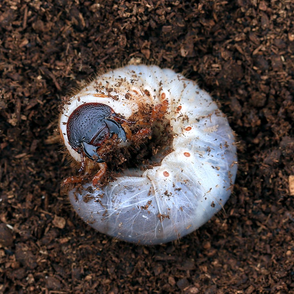 （昆虫）国産カブトムシ　幼虫（2〜3令）（1匹）　北海道・九州航空便要保温