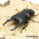 (昆虫)タウルスヒラタクワガタ ジャワ産 WC 50〜54mm(1ペア)