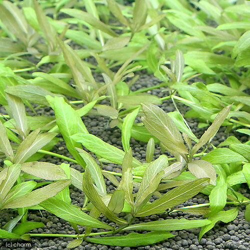 （水草）サラワクローズハイグロ（水中葉）（無農薬）（5本）