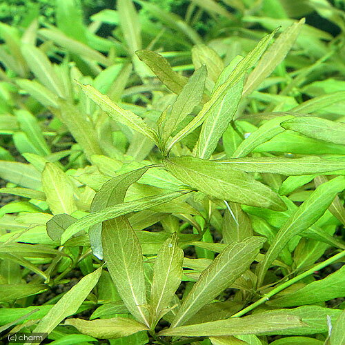 （水草）サラワクローズハイグロ（水中葉）（無農薬）（5本）
