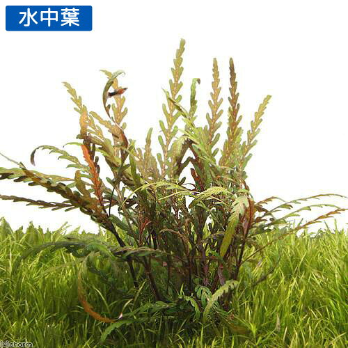 （水草）ハイグロフィラ　ピンナティフィダ（水上葉）（無農薬）（6本）