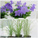 (山野草)秋を感じる草花セット ススキ&キキョウ(1セット)
