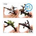 (水草)おまかせブセファランドラ1株付きミニ流木(約7cm)(水中葉)(無農薬)(3個)