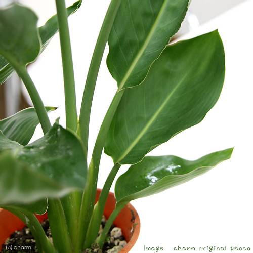 （観葉植物）ストレリチア レギネ 4号（1鉢）