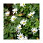 (山野草)キク(菊) ハマギク(浜菊) 3号(1ポット) 1,177円