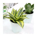 (観葉植物)インテリア サンスベリア ハニー 品種おまかせ 3.5~4号(1鉢)