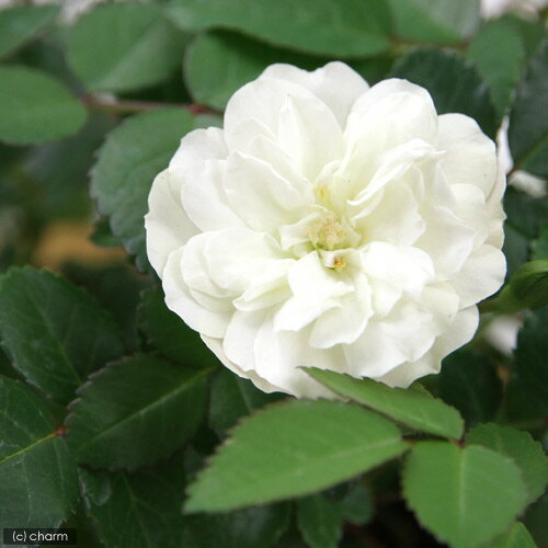 �ʴ��տ�ʪ�˥ߥ˥Х顡���꡼�󥢥�����3��3��5���1�ݥåȡ�