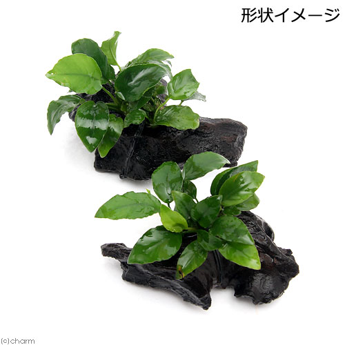 （水草）アヌビアスナナ　リンクルリーフ　流木付　SSサイズ（1本）（約10cm）