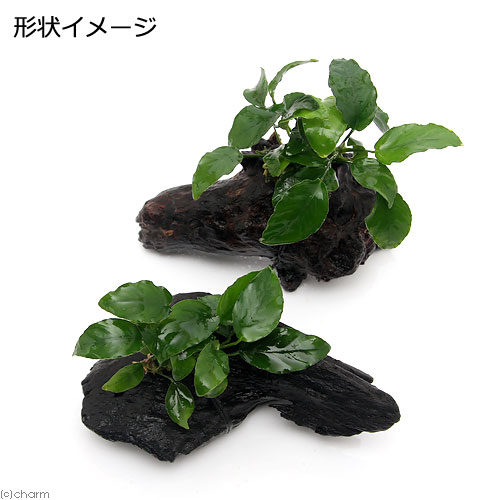 （水草）アヌビアスナナ　リンクルリーフ　流木付　Sサイズ（1本）（約15cm）