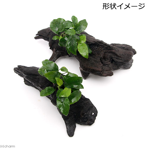 （水草）アヌビアスナナ　リンクルリーフ　流木付　Mサイズ（1本）（約20cm）
