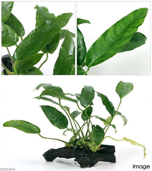 （水草）アヌビアス　ショート＆シャープ　流木付　Sサイズ（1本）（約15cm）