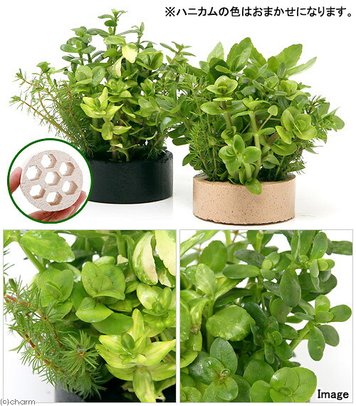 （水草）ハニカムシェルター　寄せ植えミックス　Ver．バコパ（水上葉）（無農薬）...