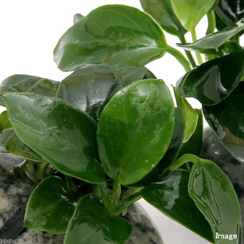 （水草）アヌビアスナナ　プチ　石付（水上葉）（1個）