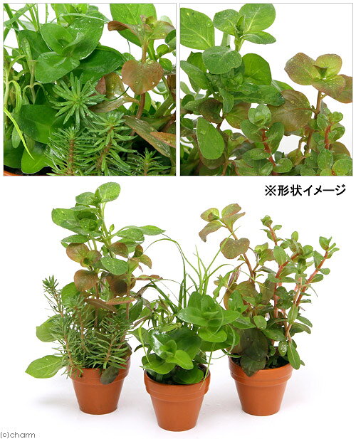 （水草）プチ素焼き鉢　寄せ植えミックス（水上葉）（無農薬）（1鉢）