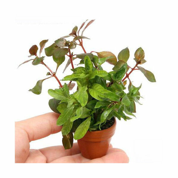 (水草)プチ素焼き鉢 ルドウィジアミックス(水上葉)(無農薬)(3鉢)