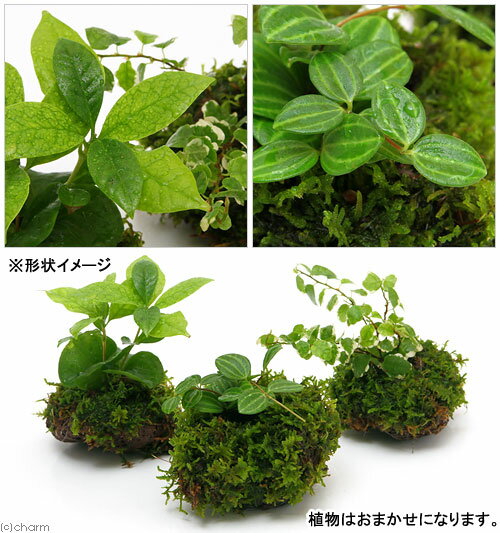 （盆栽）溶岩石苔玉　Ver．ミニ観葉（1個）　観葉植物　コケ玉