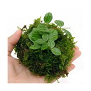 (盆栽)溶岩石苔玉 Ver.ミニ観葉(3個) 観葉植物 コケ玉