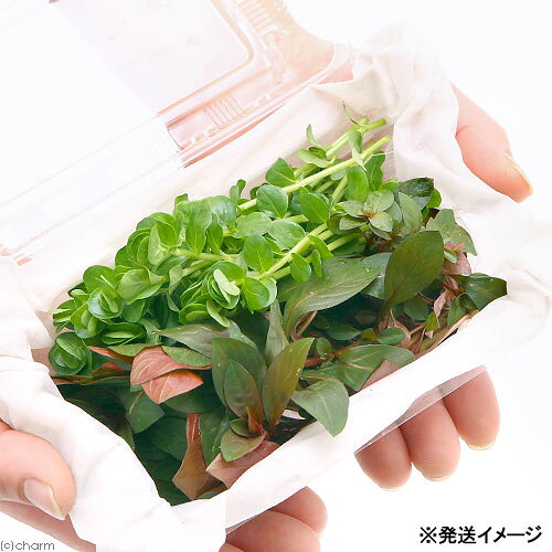 （水草）初心者向けおまかせ水草詰め合わせパック　2種（計20本）（水上葉）（無農...