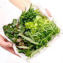 (水草)おまかせ水草詰め合わせパック 6種(計60本)(水上葉)(無農薬)(1パック)