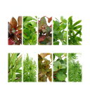 (水草)おまかせ水草詰め合わせパック 4種(計40本)(水上葉)(無農薬)(1パック)