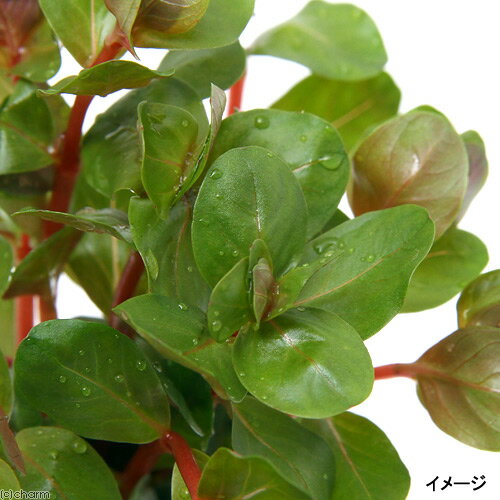 （水草）プチ素焼き鉢　ロタラsp．香港（水上葉）（無農薬）（3鉢）