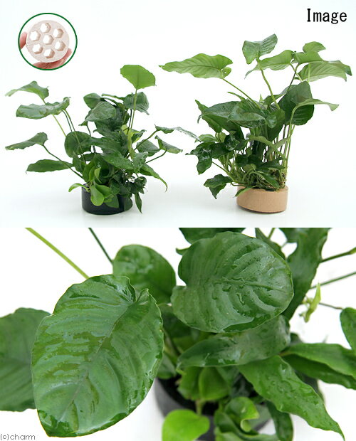 （水草）ハニカムシェルター　寄せ植えミックス　Ver．アヌビアス（1個）