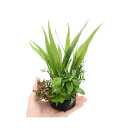 (水草)ハニカムシェルター 寄せ植えミックス Ver.ミクロ&有茎草(水上葉)(1個)