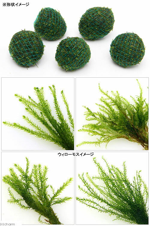 �ʿ���˴������ơ����������⥹���ߥå������ܡ���ʿ����աˡ�̵�����ˡ�1�ġ�