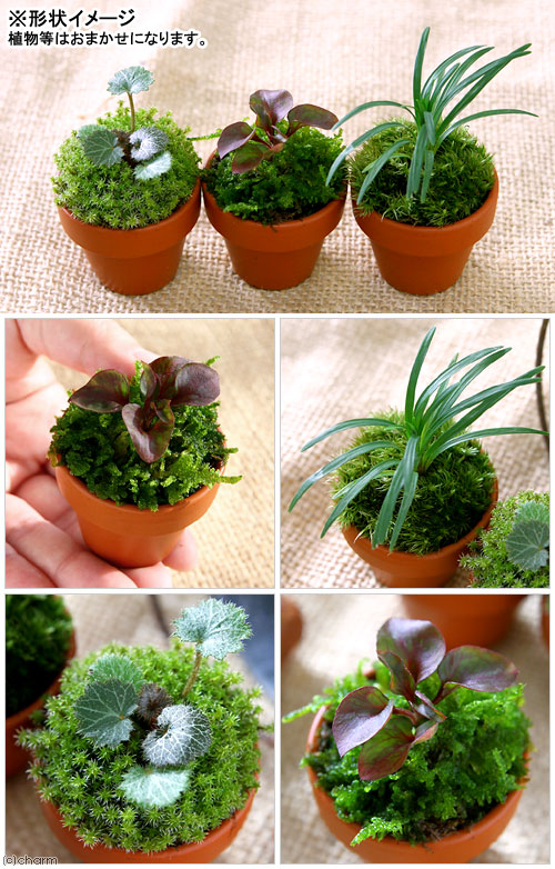 （観葉植物）テラコッタプランツ　ミニ　おまかせ山野草（1鉢）　鉢植え　おしゃれ...