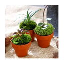(観葉植物)テラコッタプランツ ミニ おまかせ山野草(3鉢セット) 鉢植え おしゃれ 室内 プレゼント