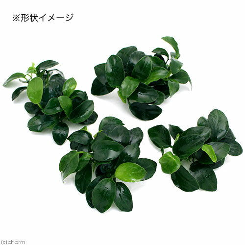 （水草）★処理済み★　アヌビアスナナ　プチ（水上葉）（2ポット分）