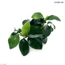 (水草)★処理済み★ アヌビアスナナ プチ(水上葉)(3ポット分)